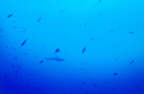 Grauer Riffhai_Rotes Meer
