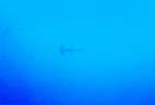 Hammerhai_Rotes Meer