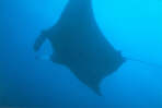 Teufelsrochen (Manta)