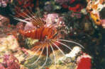 Rotfeuerfisch
